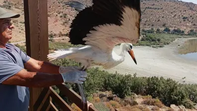 Kurtarılan leylek ve flamingo Bafa Gölü'ne bırakıldı