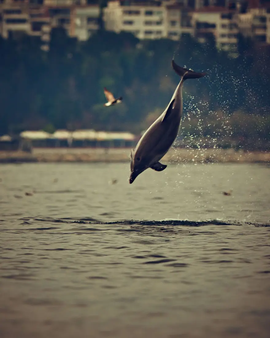 İstanbul Boğazı'nda yunusların dansı 1 İstanbul Boğazı'nda yunusların dansı 1