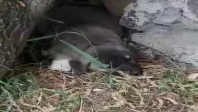 Ağrı'da 3 yavru köpeğin ayaklarını kestiler