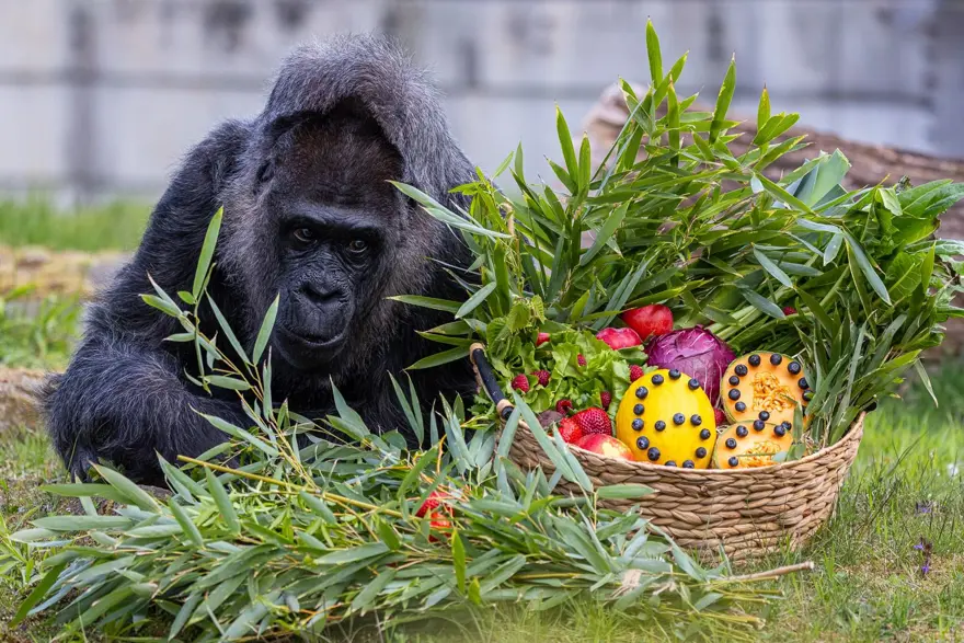 Dünyanın en yaşlı gorili: Fatou, 68'inci yaşını kutladı 
