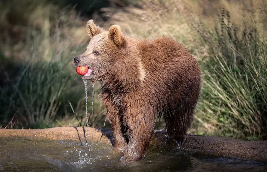 Türkiye'nin tek ayı barınağı Ovakorusu'nun maskotu oldular 11