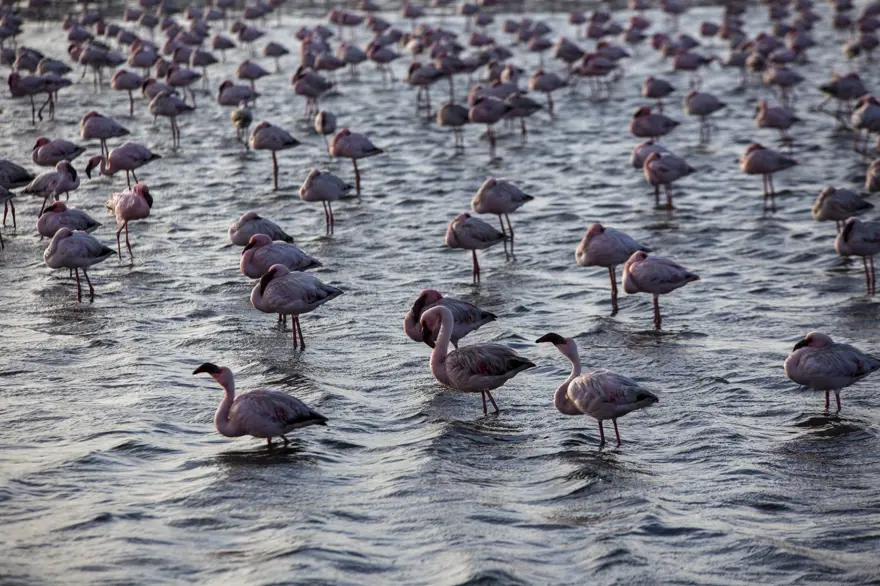 Afrika sahillerinde bir flamingo cenneti: Walvis Bay Lagünü 7