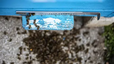 Tarım ilaçları tahmin edilenden fazla arı öldürüyor