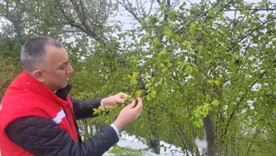 Samsun'da 'zirai don' etkisi; fındıkta zarar, 3 ürün de tehlikede