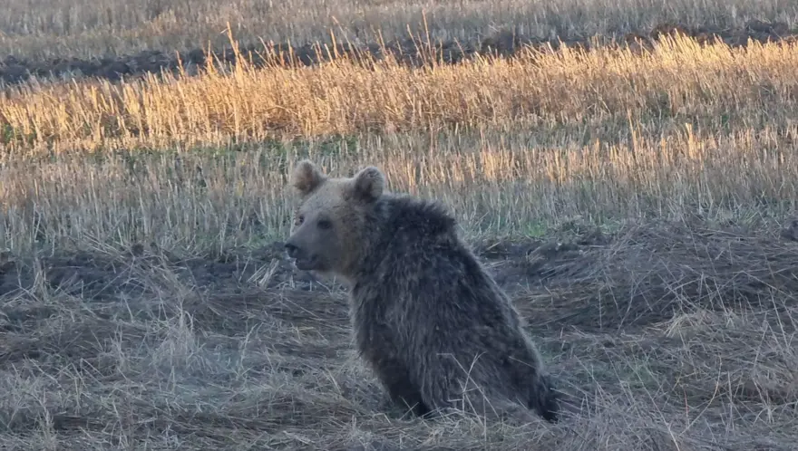 Yaralı bulunan bozayı, bayıltılarak tedaviye götürüldü 3