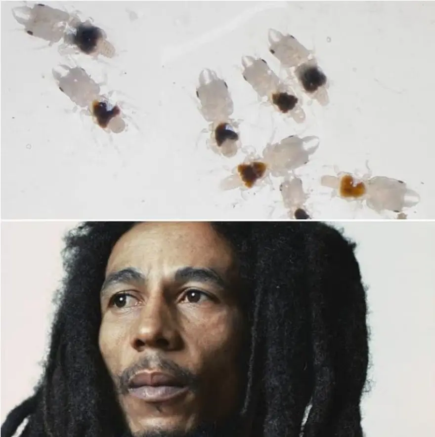 Ünlülerin adı verilen yeni türler 6 Ünlülerin adı verilen yeni türler 6