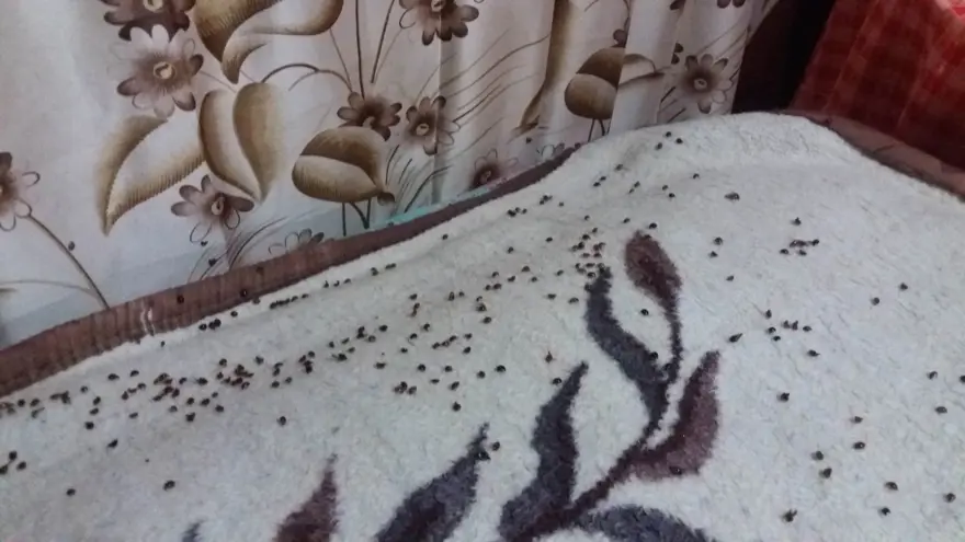 ''HER TARAFTA BÖCEK VAR'' 4