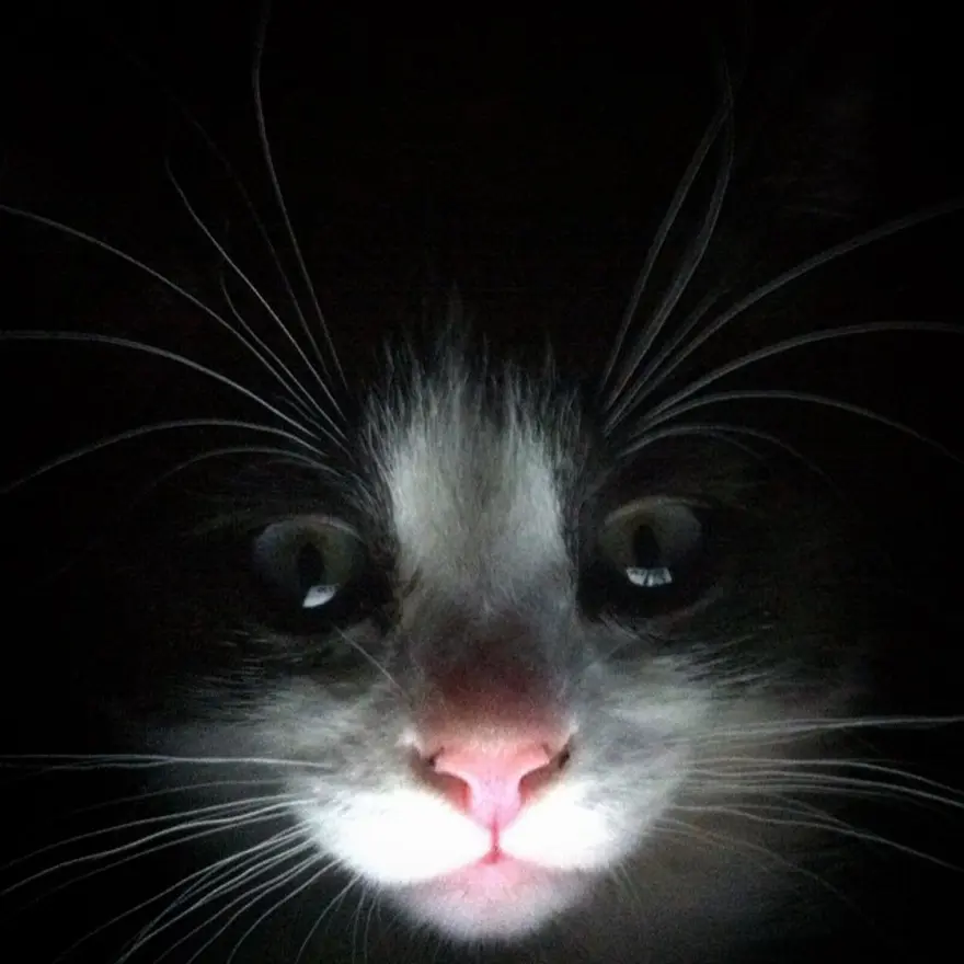 Hayatını kedileri kurtarmaya adadı 122