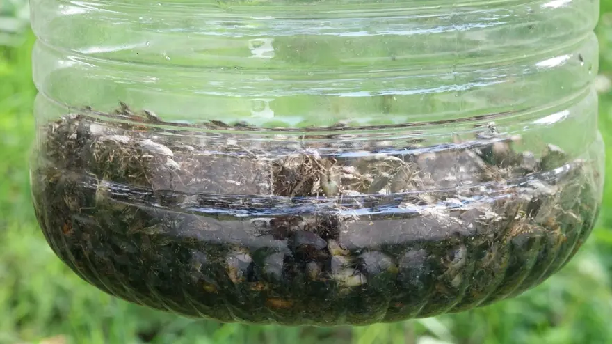 Trabzon'da kahverengi kokarca böceği istilası | Uzmanlar uyardı: Sakın elinizi sürmeyin 2