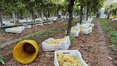 Fiyatlar düştü: Üretici zor durumda kaldı