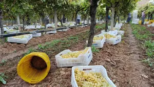 Fiyatlar düştü: Üretici zor durumda kaldı