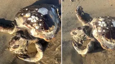 Sahile ölü caretta caretta vurdu