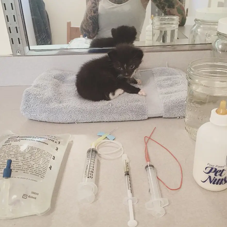 Hayatını kedileri kurtarmaya adadı 210