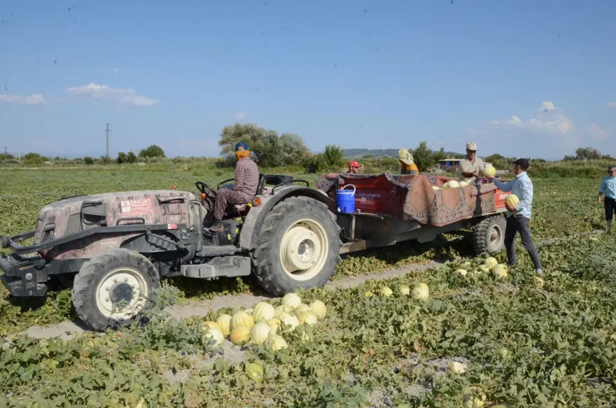 Kırkağaç kavununda ilk hasat yapıldı: 30 bin ton rekolte bekleniyor 