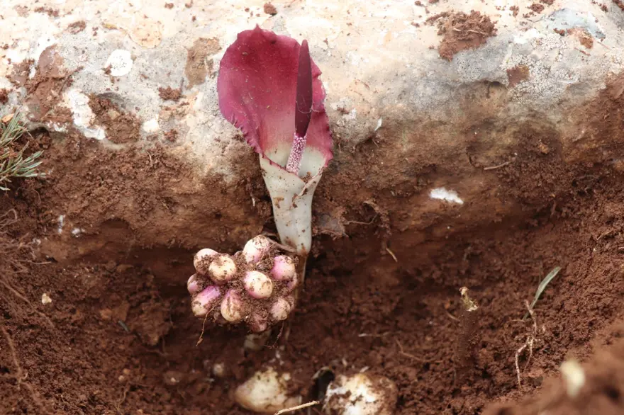 FARJKI BİR TÜR KEŞFEDİLDİ 2