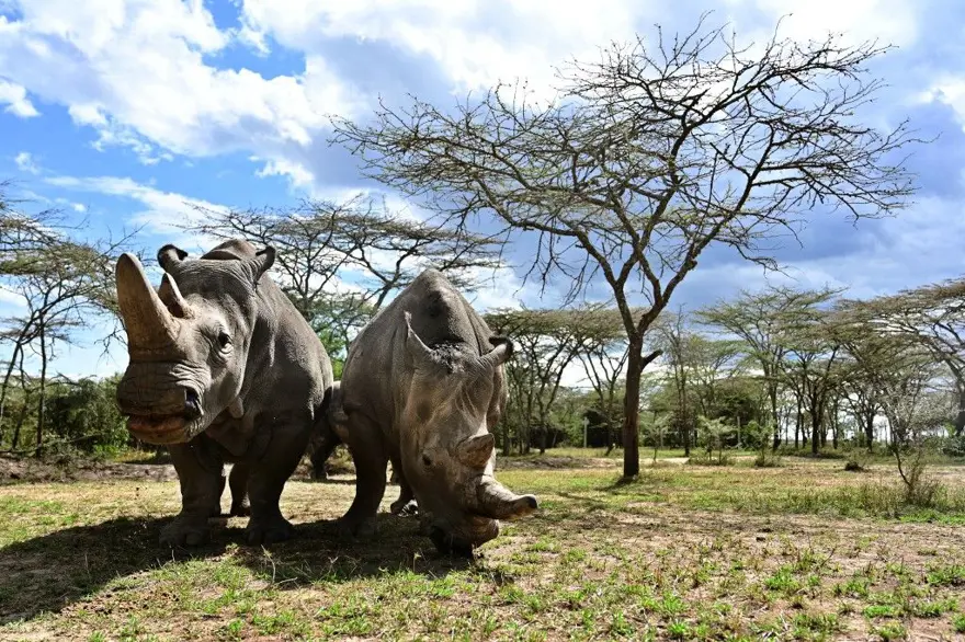 13 TÜP BEBEK GİRİŞİMİ 3