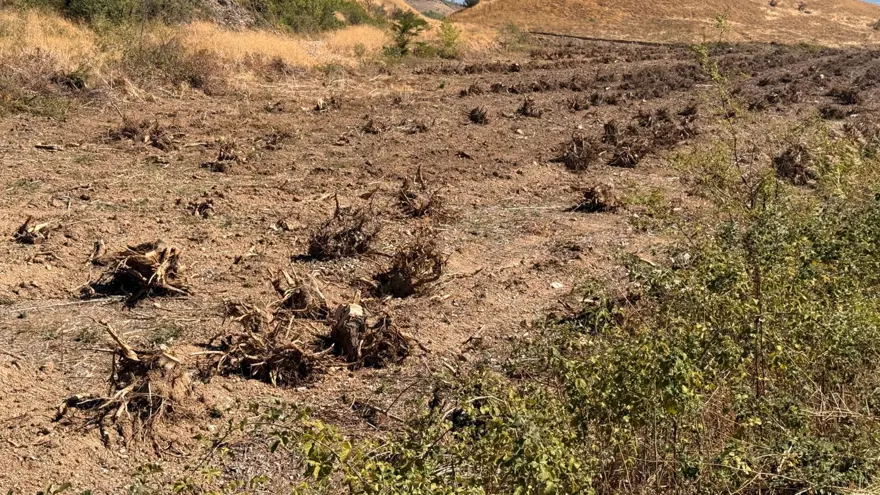 İlçenin simgesi olmuştu: Ağaç koridorundan geriye kökleri kaldı 1