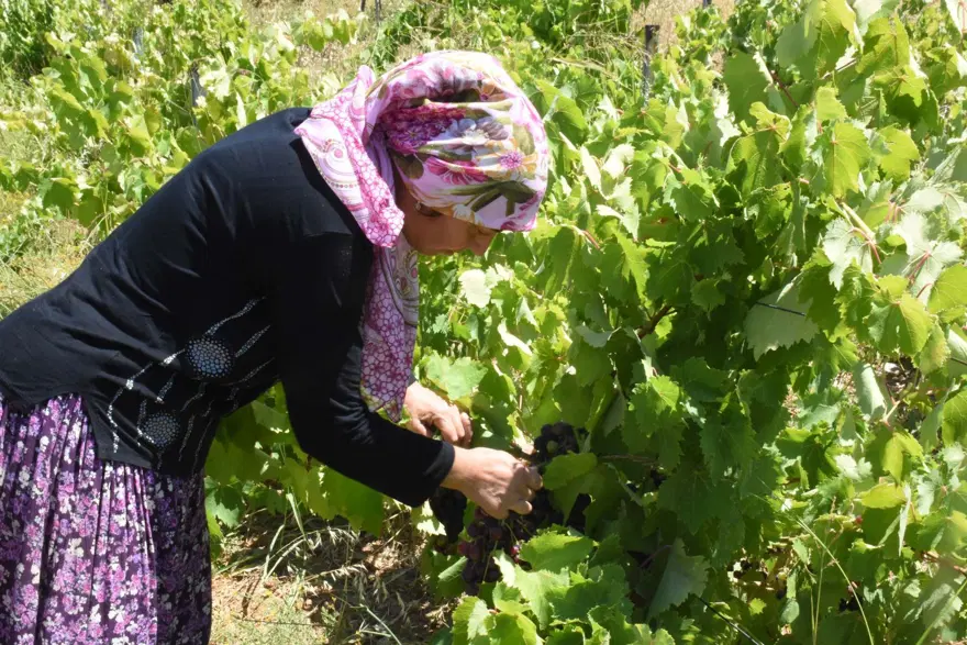 Aroması yüksek, büyük taneli ve susuz yetişiyor! Coğrafi işaretli, 20 gün erken hasat edilecek 