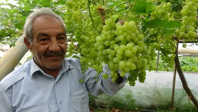 Zirai don meyve fiyatlarını vurdu: İlk ürünler 250 TL'den alıcı buluyor