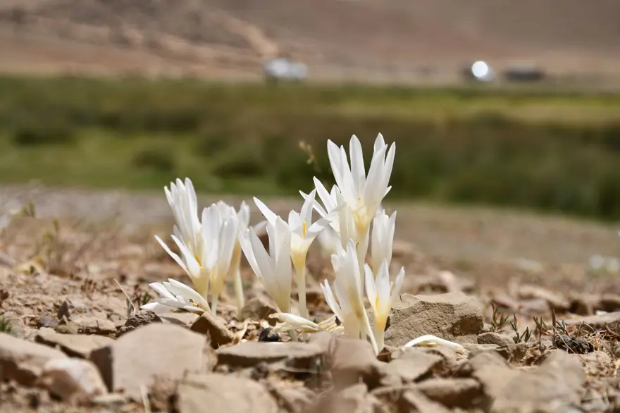 Havalar soğudu, yılın son çiçekleri açtı: Yaylayı terk ediyorlar 2 Havalar soğudu, yılın son çiçekleri açtı: Yaylayı terk ediyorlar 2