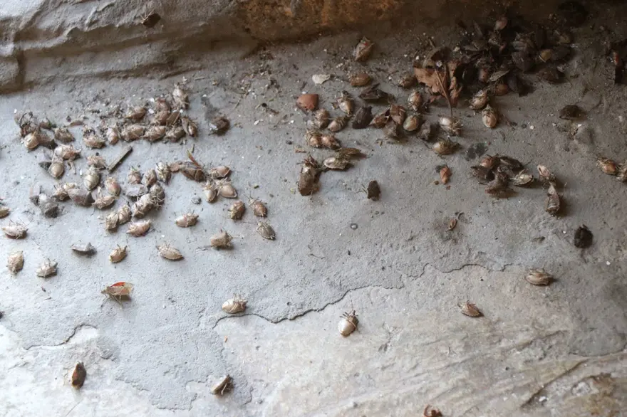 Mücadele etmek zor, diğerlerine benzemiyor! Çiftçinin umudu kükürt ve samuray arısında 4 Mücadele etmek zor, diğerlerine benzemiyor! Çiftçinin umudu kükürt ve samuray arısında 4