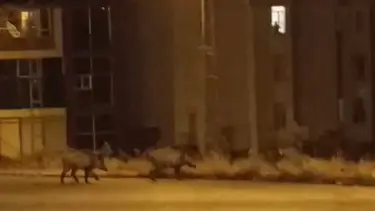 Aç kalan domuz sürüsü şehre indi