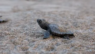 Bakanlık korumasında yumurtadan denize yolculuk
