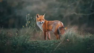 Fransa’da 3 bin tilki katledilecek