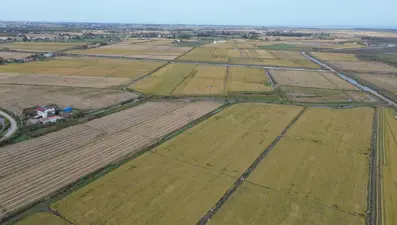 117 bin tonun üzerinde rekolte bekleniyor: Hasadı sürüyor