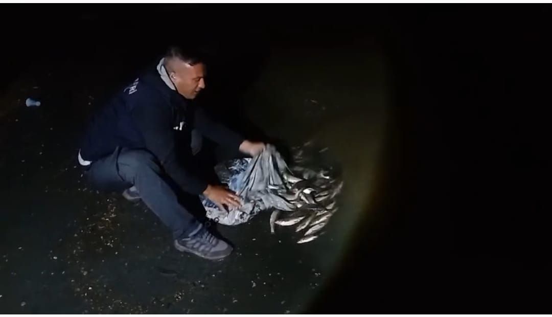 Bir ton inci kefali yakalandı
