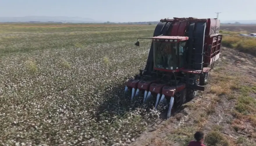 "Beyaz altın" da deniliyor: Bu yıl 140 bin ton rekolte bekleniyor 1 "Beyaz altın" da deniliyor: Bu yıl 140 bin ton rekolte bekleniyor 1