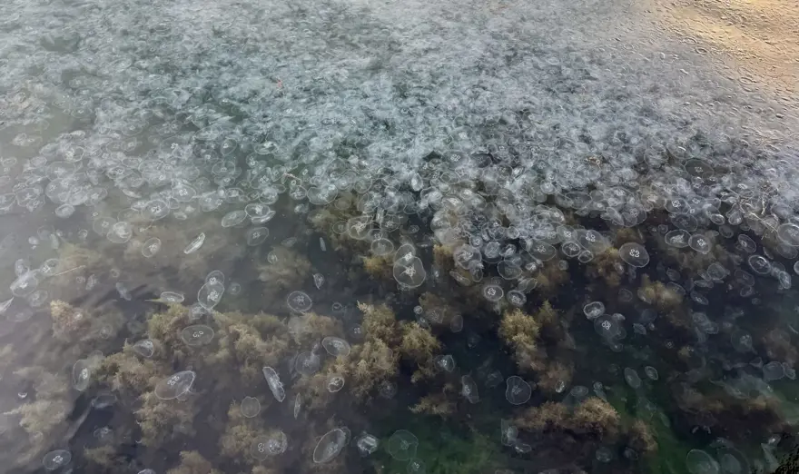 Binlerce denizanası kıyıya toplandı: Deniz yüzeyi görünmüyor! 