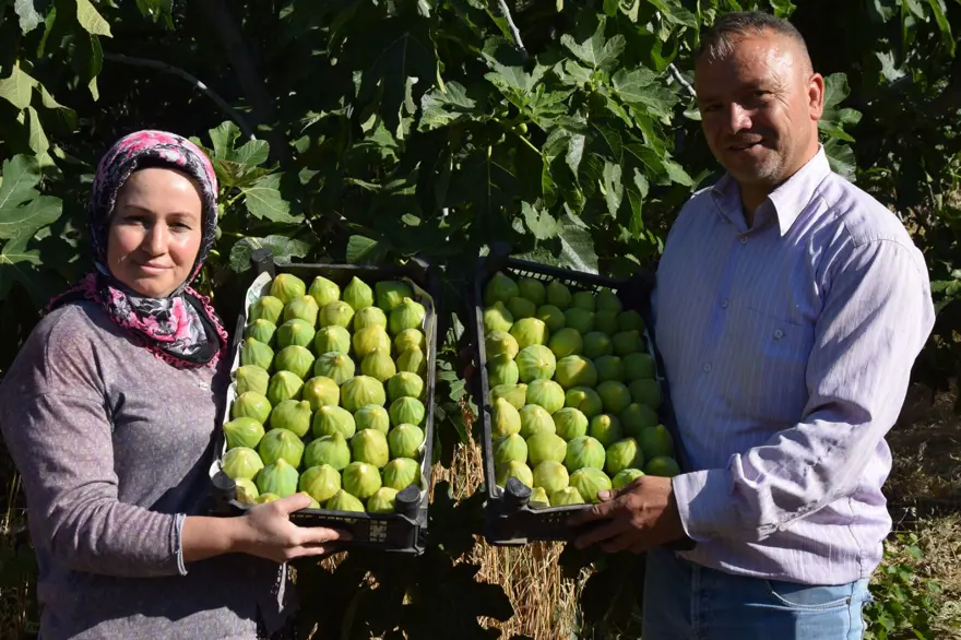 Sabahın erken saatlerinde dalından toplanıyor: Besleyici meyveye yurt dışından da talep var 1