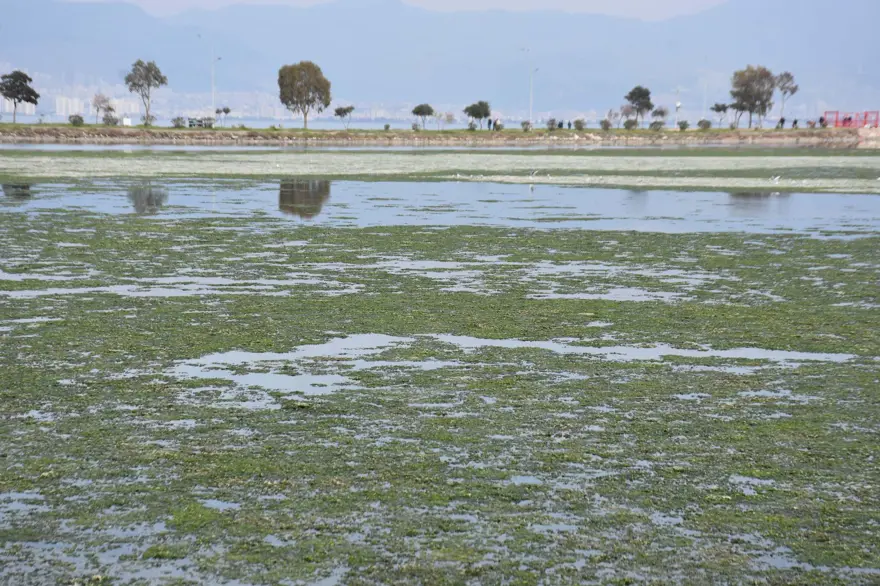 Çakalburnu Lagünü için kritik deniz marulu uyarısı: Son 2 yıldır marullar hiç kalkmadı 6 Çakalburnu Lagünü için kritik deniz marulu uyarısı: Son 2 yıldır marullar hiç kalkmadı 6