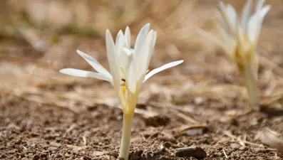 Havalar soğudu, yılın son çiçekleri açtı: Yaylayı terk ediyorlar