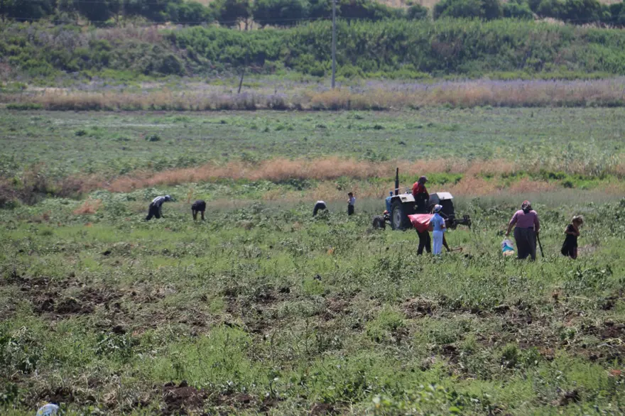 Pazarda, markette 15 TL'ye satılan patatesi bedava dağıttı! Duyanlar akın etti 4 Pazarda, markette 15 TL'ye satılan patatesi bedava dağıttı! Duyanlar akın etti 4