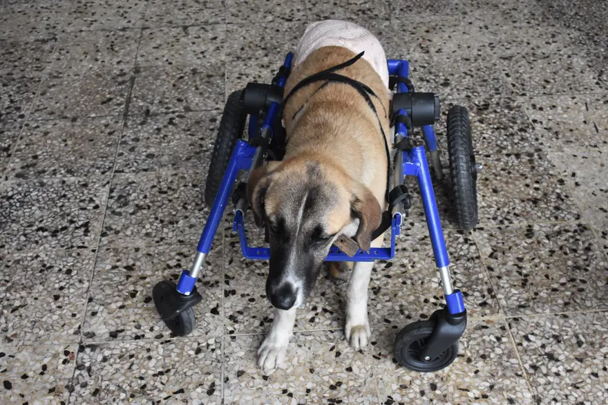 Omurgası kırılan köpeğine 4 tekerlekli yürüteç yaptı 6