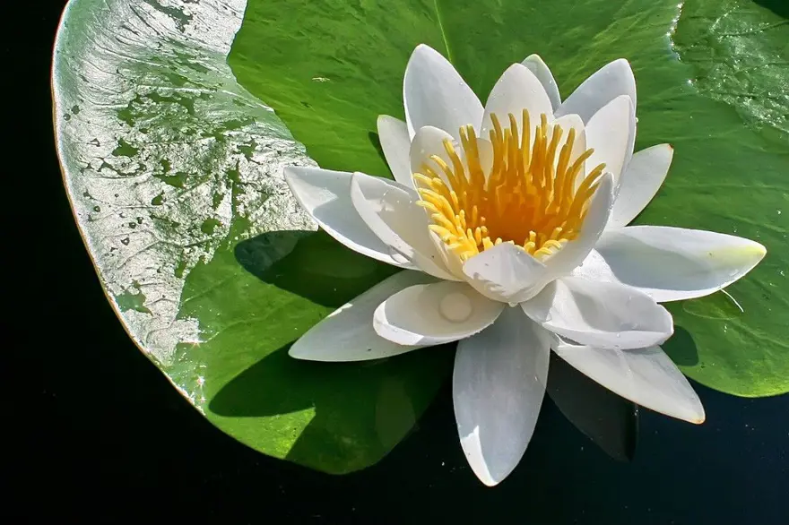 Denizli'de nilüferleriyle ünlü bir doğa harikası: Işıklı Gölü 3