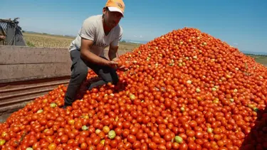 Salçalık domates fiyatları arttı