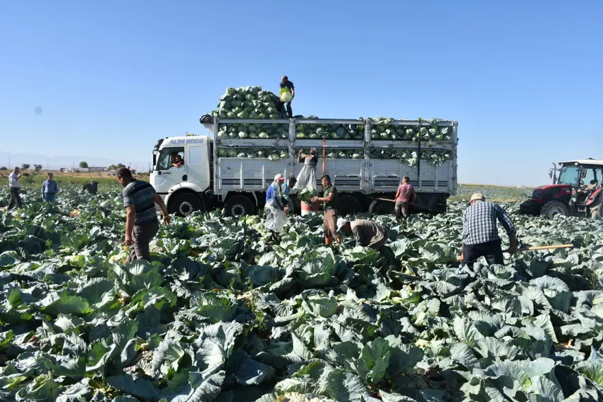 Tarlada kilosu 10 lira, üretici memnun: Niğde'de hasat başladı 2 Tarlada kilosu 10 lira, üretici memnun: Niğde'de hasat başladı 2