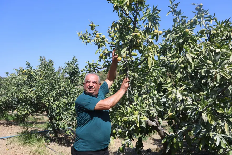 Tarlada fiyatı: 30 TL ile 40 TL arasında: Kuraklık etkiledi, rekolte kaybı var 