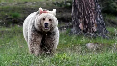 Hakkari'de ayı saldırısı