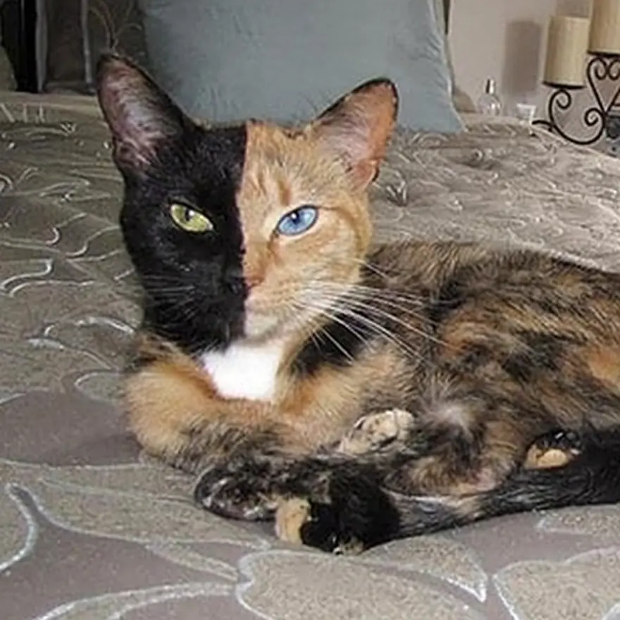 Poz verme sanatı 39