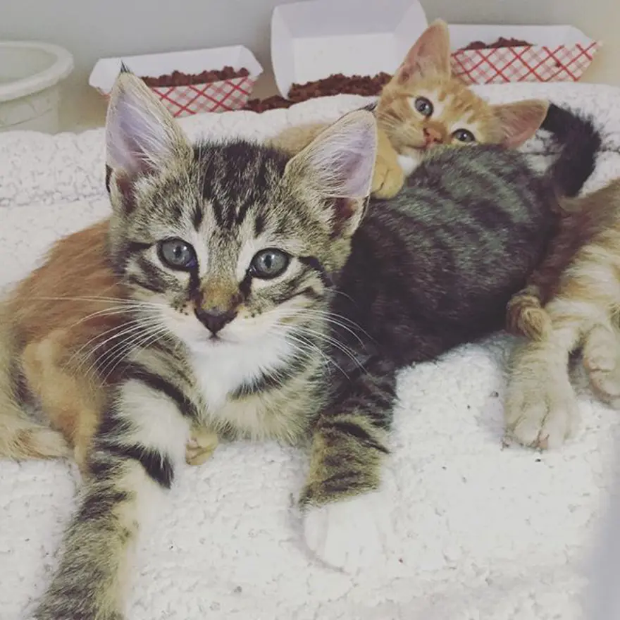 Hayatını kedileri kurtarmaya adadı 333