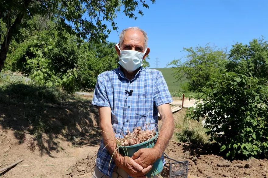 Edirne'de "mucize bitki" diye adlandırılan safranın soğan hasadına başlandı 6