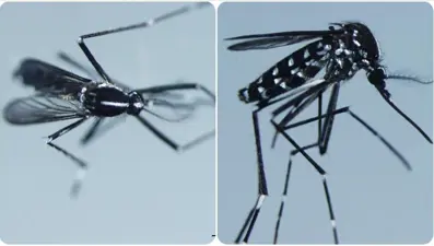 Chikungunya virüsünün görüldüğü ülkeler: Chikungunya virüsü nedir, belirtileri neler?