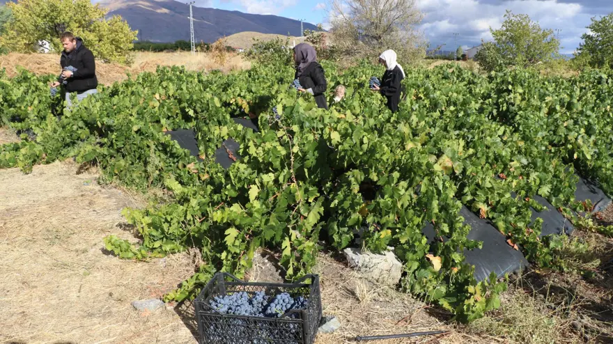 Şeker oranı düşük, tescilli lezzet: Sabahın ilk ışıklarında hasat mesaisi Şeker oranı düşük, tescilli lezzet: Sabahın ilk ışıklarında hasat mesaisi