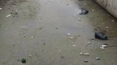 Gemlik körfezi çöplüğe döndü