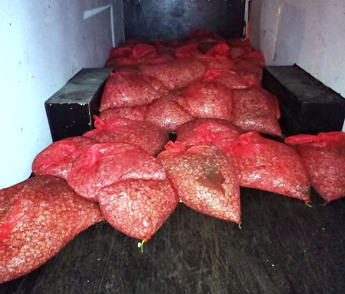 Samsun'da 1,5 ton kaçak midye ele geçirildi