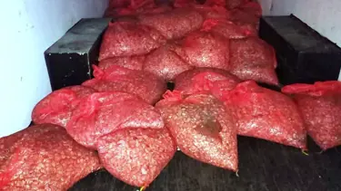 Samsun'da 1,5 ton kaçak midye ele geçirildi